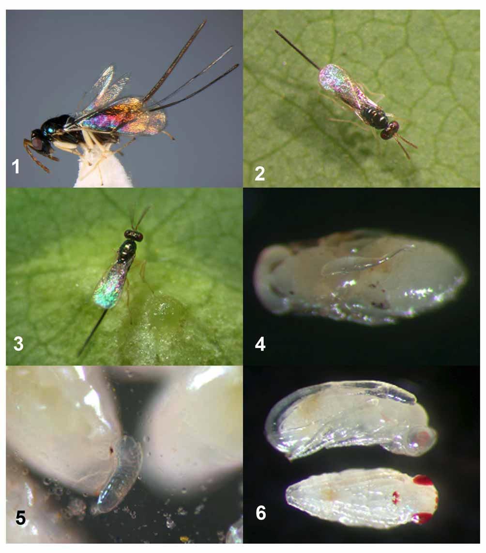 PLATE 1. Aprostocetus exertus La Salle. Fig. 1. Habitus. Figs 2 3. Female wasp searching for galls. Fig. 4. A. exertus egg on EGW pupa. Fig. 5. A. exertus larva feeding externally on EGW larva. Fig. 6.