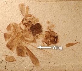 oldest known fossils are European, from the Oligocene-