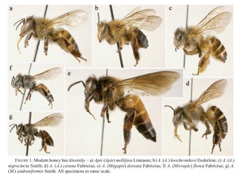 There is debate on the number of honey bee species in the
