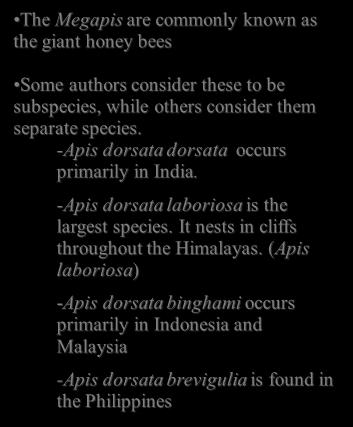 known as the giant honey bees Some authors consider