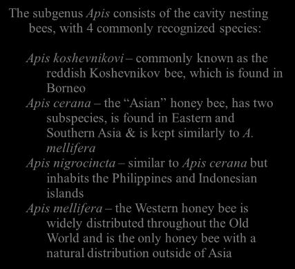 Subgenus: Apis The subgenus Apis consists of the cavity nesting bees, with