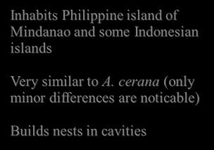 Apis nigrocinta Inhabits Philippine island of
