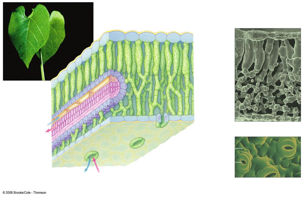 Internal Anatomy of Leaves Cuticle Epidermis Veins -surrounded by bundle sheath Stomata stem xylem Water,