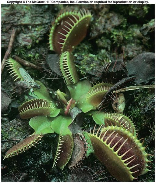 Specialized Leaves Sundews Have round to oval leaves covered