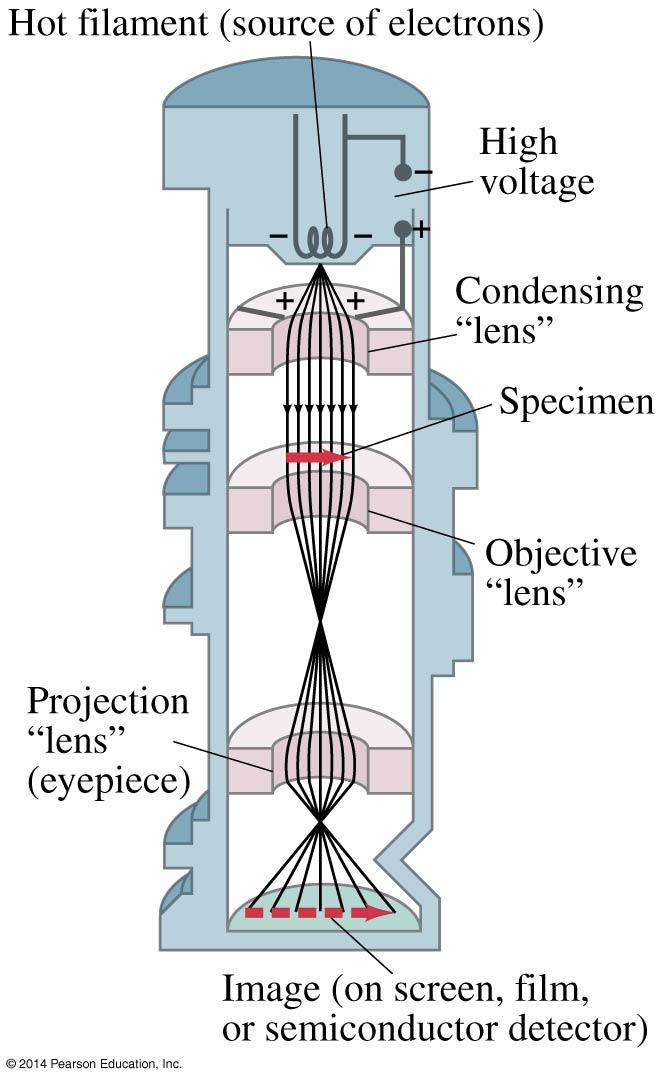 27-9 Electron Microscopes Transmission electron