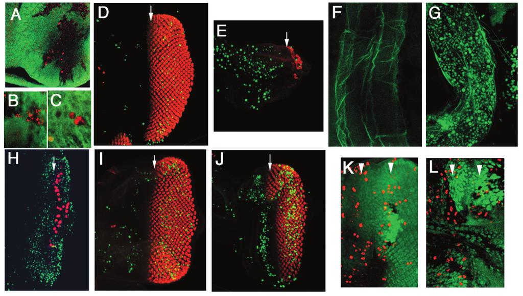 MASK, a novel Drosophila RTK signaling protein 75 Fig. 3. Loss of MASK increases programmed cell death and reduces proliferation. (A-C) mask clones in third instar larval eye imaginal discs.