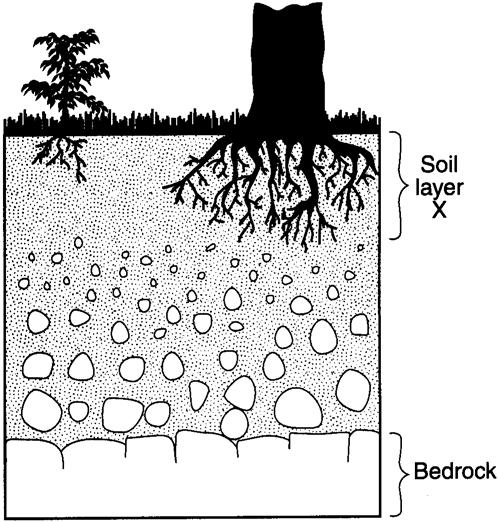 6. The cross section below shows soil layer X, which was formed from underlying bedrock. 9.