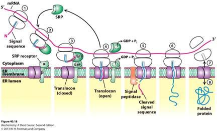 Synthesis of proteins bound for secretory pathway begins on ribosomes that are free in the cytoplasm.