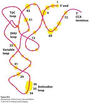 Some trnas recognize more than one codon because of Wobble in base-pairing The anticodon forms base pairs with the codon: By convention, sequences are written in the 5 to 3 direction.