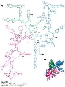 rrna is the actual catalyst for protein synthesis, with the ribosomal proteins making only a minor