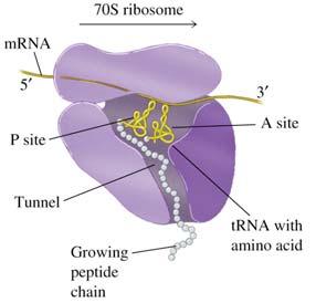 called polyribosomes) Peptidyl site Sites for trna binding in ribosomes Aminoacyl site Fig. 39.9. In E.