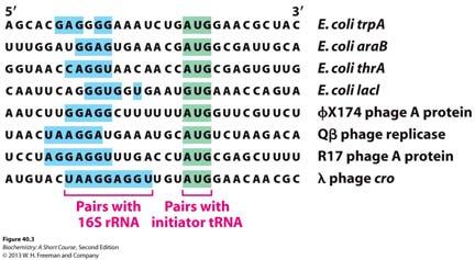 Initiation Complexes Assemble at Initiation Codons In prokaryotes 30S ribosome binds to a region of the mrna (Shine-Dalgarno sequence; purine-rich sequence) upstream of the initiation sequence
