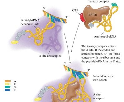 initiation complex. Fig. 40.5 Overview of Translation initiation in prokaryotes.