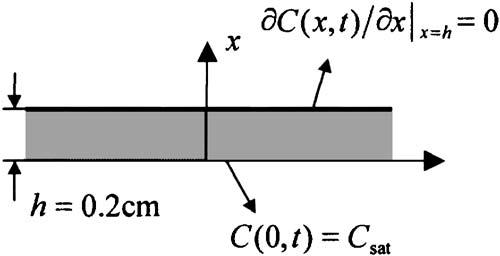 Fig. 1 One-dimensional transient moisture-diffusion problem C 1 D1 n = C 2 D2 n 3 where 1 and 2 represent different materials, respectively, and S is the solubility.
