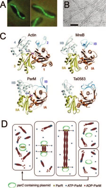 VOL. 70, 2006 BACTERIAL ACTINS 899 FIG. 5. Actin-like filaments formed by plasmid segregation protein ParM.