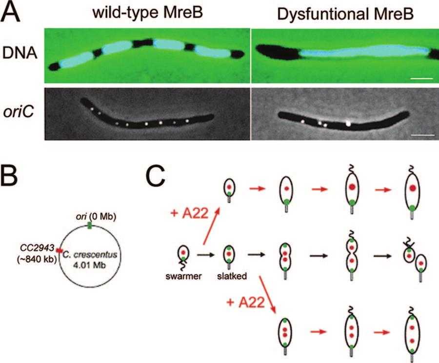 900 CARBALLIDO-LÓPEZ MICROBIOL. MOL. BIOL. REV. FIG. 6. MreB actin-mediated segregation of the bacterial chromosome. (A) Dysfunctional MreB inhibits chromosome segregation in E. coli.