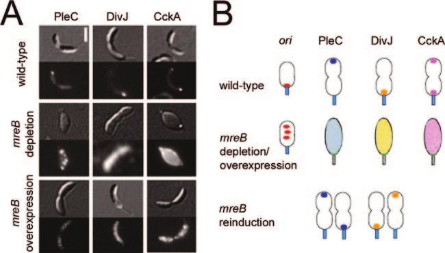 VOL. 70, 2006 BACTERIAL ACTINS 901 FIG. 7. MreB-directed polarity in Caulobacter crescentus. (A) MreB affects the localization of the PleC, DivJ, and CckA developmental regulators.