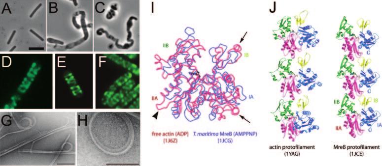 VOL. 70, 2006 BACTERIAL ACTINS 891 FIG. 1. Properties of MreB-like proteins. (A to C) Effects of mutations of Bacillus subtilis mreb and mbl on cell shape. Phase-contrast images are shown. Bar, 5 m.