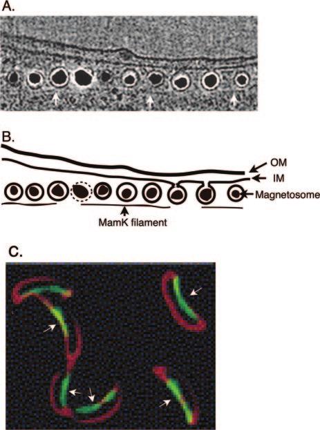 738 SHIH AND ROTHFIELD MICROBIOL. MOL. BIOL. REV. MamK cytoskeleton-like structures are required for magnetosome organization within the cell. Tubulin Homologs FIG. 4.