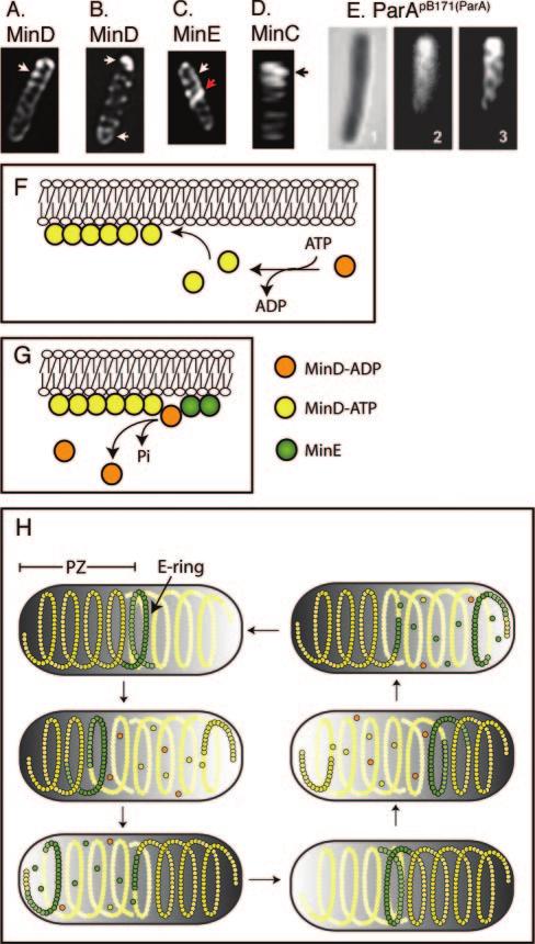 VOL. 70, 2006 BACTERIAL CYTOSKELETON 743 FIG. 6. Helical organization of the MinD/ParA cytoskeletal proteins. (A to D) Fluorescently labeled MinD (A and B), MinE (C), and MinC (D).
