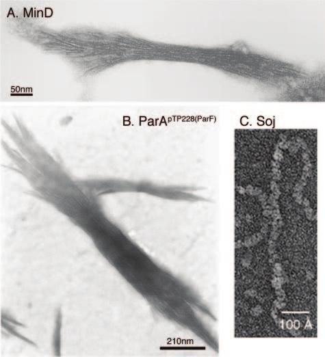 744 SHIH AND ROTHFIELD MICROBIOL. MOL. BIOL. REV. FIG. 7. In vitro polymerization of cytoskeletal proteins of the MinD/ParA superfamily.