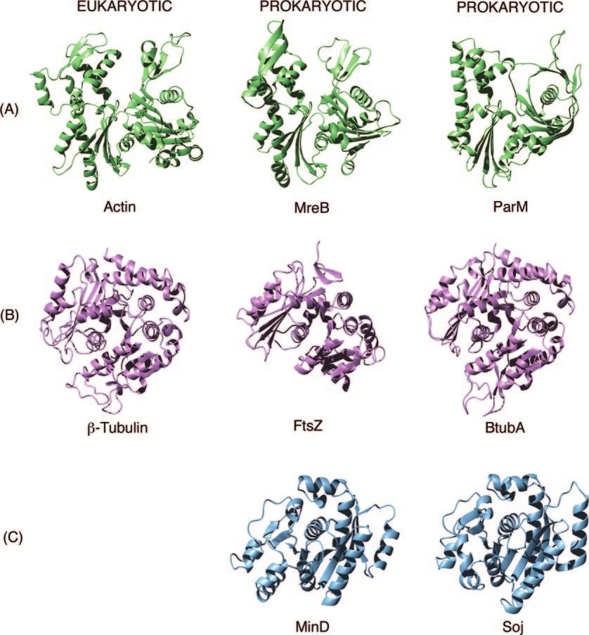 VOL. 70, 2006 BACTERIAL CYTOSKELETON 731 FIG. 1. Structural comparison of eukaryotic and prokaryotic cytoskeletal proteins.