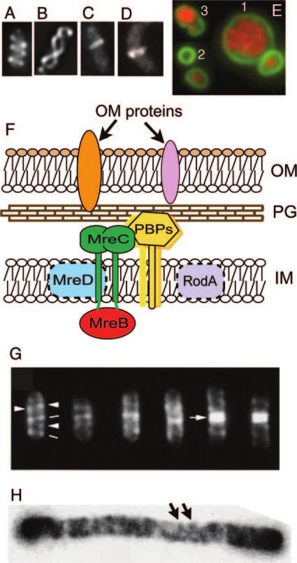 732 SHIH AND ROTHFIELD MICROBIOL. MOL. BIOL. REV. FIG. 2. Localization and functions of the actin-like MreB protein. (A to D) Cellular localization of MreB labeled with GFP or YFP. (A to C) E.
