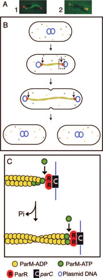 736 SHIH AND ROTHFIELD MICROBIOL. MOL. BIOL. REV. ences chromosome segregation remains to be determined.