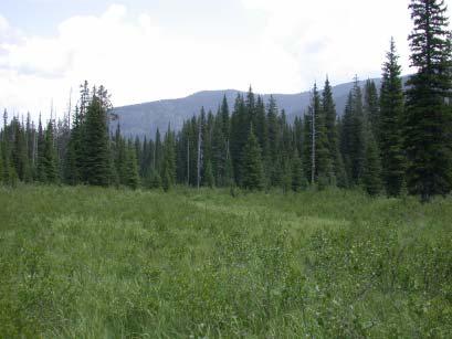 A: Wigwam Site: from foreground to forest occupied by Betula glandulosa / Carex spp.