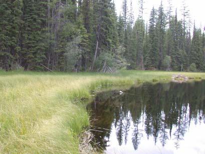 D: Open water is fringed by the Carex lasiocarpa / Brown moss Association, typical of