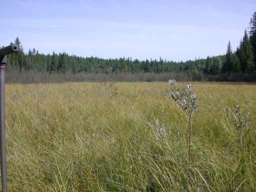 G: Extensive Carex utriculata / Brown Moss Association with scattered stems of Salix candida; in background is