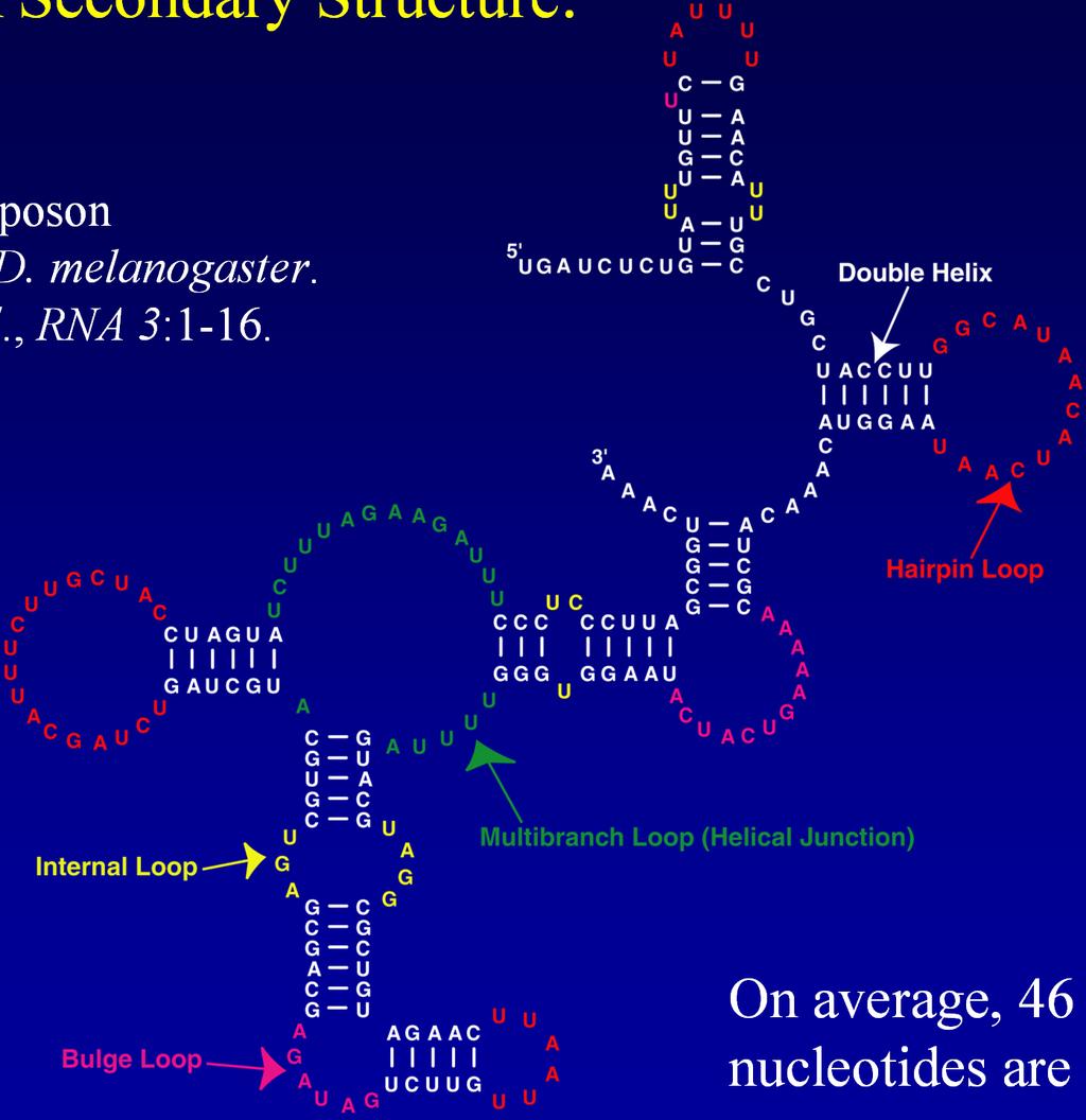 An RNA Secondary Structure: R2 Retrotransposon 3 UTR from D. melanogaster.