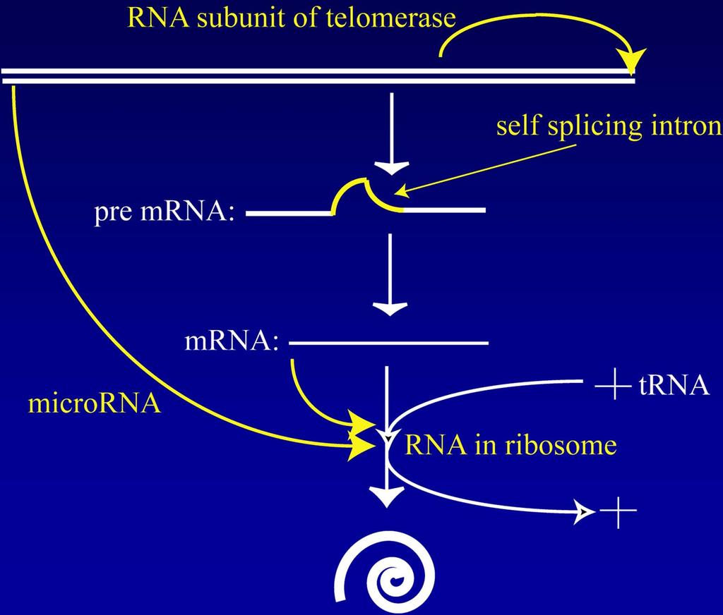 RNA is an Active