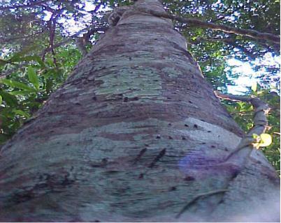 Figure 2.1 Aquilaria Malaccensis Tree Gaharu are classified into various grades such as Grade A, Grade B, Grade C and Grade D.