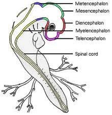 Brain Formation Brain Formation Developing brain 3 regions Prosen-cephalon Forebrain, cerebral hemispheres & the