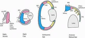 Eye Development Outpocketings develop in to optic vesicles They proliferate & evaginate through the head mesenchyme & vesicles abut the surface ectoderm.