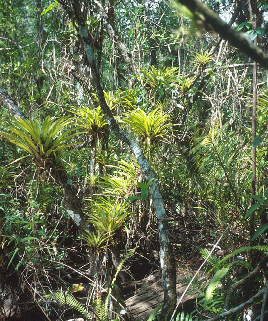 weevil Range: Florida, Mexico, West Indies, Central and South Distribution in Florida: Collier County Habitat: shady, humid hammocks, deep cypress swamp, sloughs Description: tank epiphyte; height 12