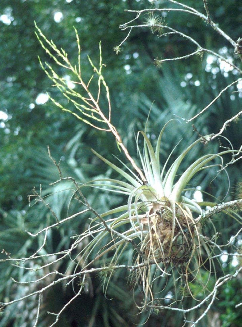 Highlands, Martin, Dade, Monroe, Okeechobee Counties Habitat: shaded hammocks, cypress swamps Description: tank epiphyte; plants usually single; 12-20 in tall; 15-20 soft leaves with fine scales,