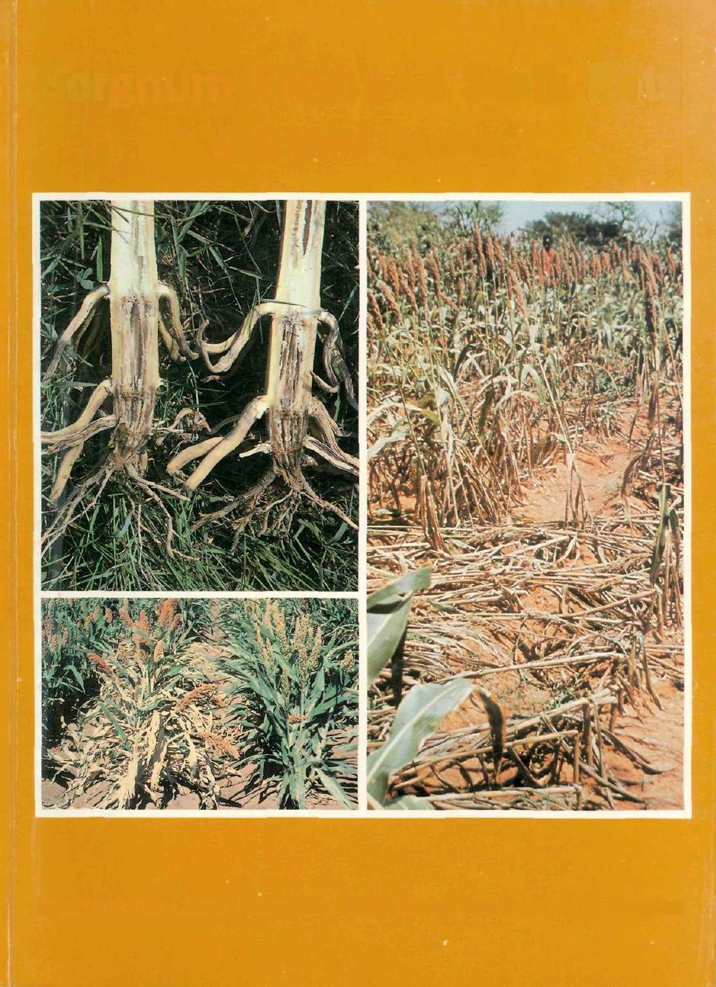 Sorghum Root and Stalk Rots A Critical Review