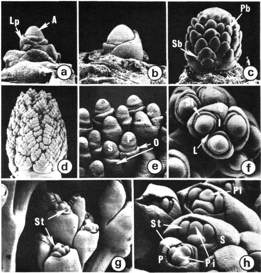 Figure 1. The vegetative and floral apices of Sorghum bicolor (L.) Moench.(Eastin and Lee 1984.) a. Leaf primordium (Lp) and shoot apex (A) of a 3-week-old seedling. b. Enlargement of the apex before floral development.