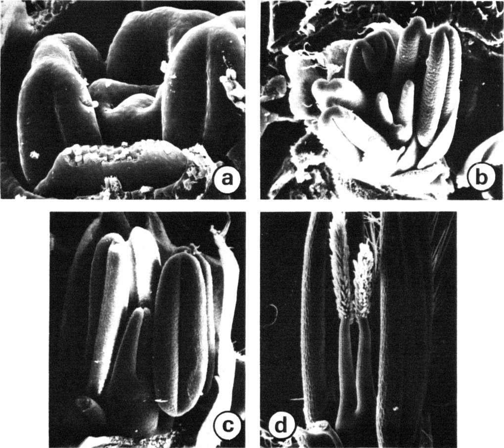 134 subsequently differentiate into higher order panicle branches, as shown in Figure 1 d. The appearance of glume ridges (Fig. 1 e) signals the formation of spikelet primordia.