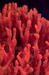 Phylum Porifera Class
