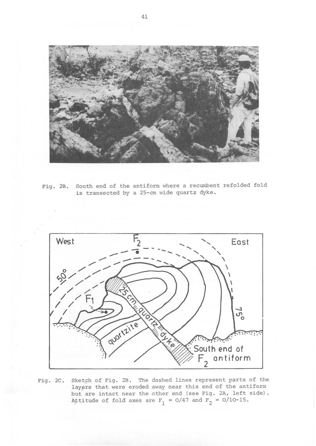 41 Fig. 2B. South end of the antiform where a recumbent refolded fold is transected by a 25-cm wide quartz dyke. -- - - -, West 2 '"... East,-- -... '\... \ \ :."': -... :.-: Fig. 2C. SketFh of Fig.