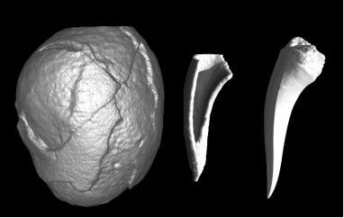 Fig. 30 Imaginea micro tomografica a unui nodul de mangan din Pacificul de Sud (I), a fragmentului de dinte de rechin aflat in interiorul acestuia (II) precum si a unui dinte de rechin din genul