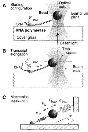 Figure (12.2.2) Cartoon of Professor Wang s early laser tweezer experiment, (Yin, Wang, Svoboda, Landick, Block, and Gelles, Science 270, 1653 (1995)).