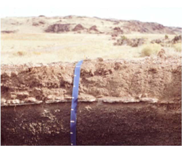 These soils tend to have low organic content. Caliche, a layer of calcium carbonate ppt.