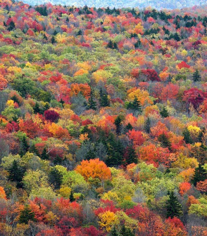 So Many Colors One of nature s most beautiful sights is a forest full of