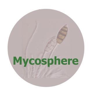 Mycosphere 8(6): 1124 1030 (2017) www.mycosphere.org ISSN 2077 7019 Article Doi 10.