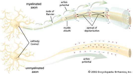 Myelinated nerve cells Action potentials propagate down nerve cell at rate determined by the cell s RC time constant.