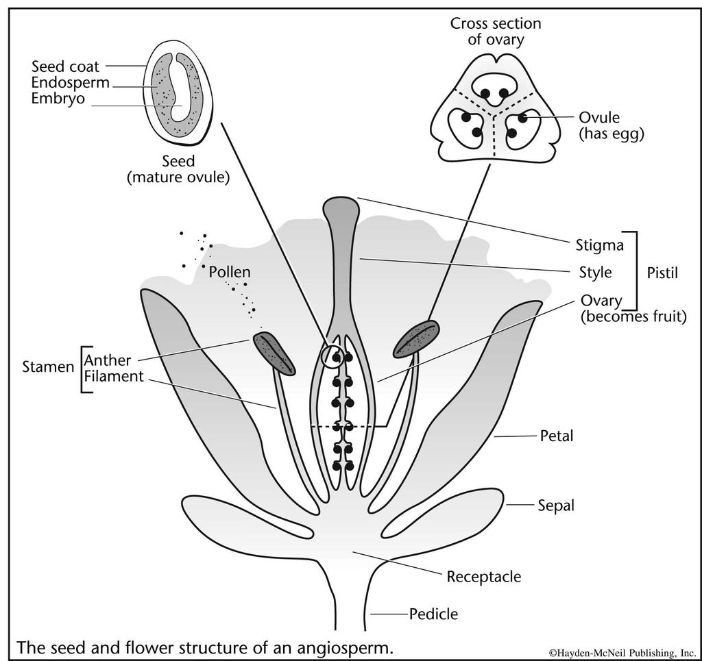 Appendix A. The structure of a flower Figure 1. Illustration of seed and flower structure of an angiosperm. Flower parts are arranged in whorls or concentric rings of structures.